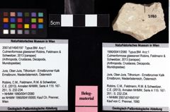 Foto (Objket + Etiketten) von Culmenformosa glaessneri (Robins, Feldmann & Schweitzer, 2013) 